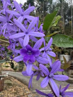 茄苳仔23民宿 - 9