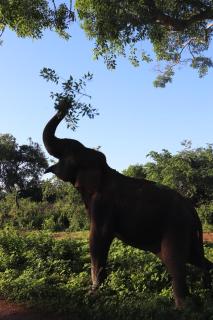 Elite Safari Resort - 3