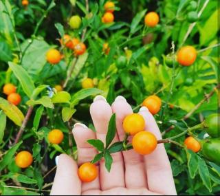 The paulwood cabana and Bungalow - 6