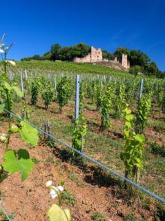 Chambre calme et verdure - 6