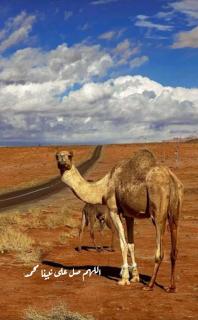 Sleeping amidst the natural beauty of Wadi Rum, and living like a Bedouin - 4