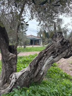 Ayvalik İnfinity Yaşam Vadisi - 9