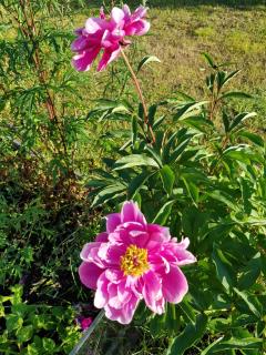 Dessans Amerikan Robe - 0