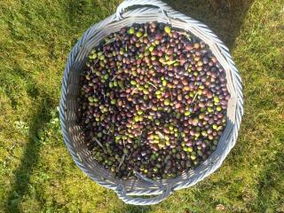 Agriturismo Giorgini - 1