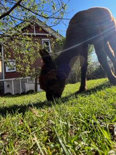 Rottal-AlpakaLodge Zeit zu Zweit im Grünen - Abtsgmünd - 8