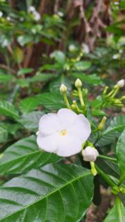 Paddy Breeze Villa Weligama - 2