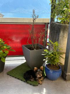 Appartement terrasse - 3