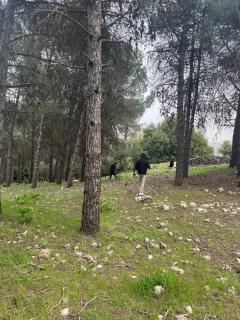 Pine Country Farm Stay - 4