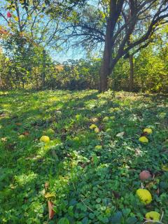 Birsalmafa Vendégház - 3