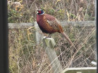 Cottage on remote wild coast - 3