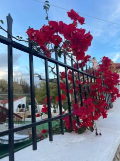 IRIS Garden Rooms - 7