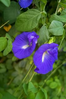 Villa Ti Mangos c'est tranquillité, détente - 6