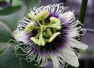 Villa Ti Mangos c'est tranquillité, détente - 5