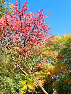 La Maison Sycomorette - 1