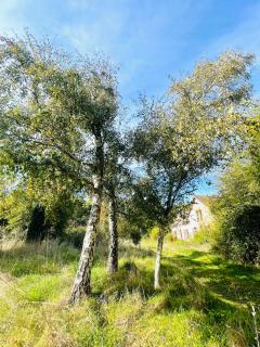 La Maison Sycomorette - 4