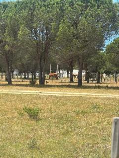 Eco Cabaña Mayjora Refugio natural en el campo, entre el océano Atlántico y la laguna Garzon - 4