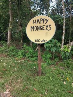 Happy Monkeys - Puerto Jiménez - 1