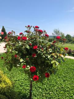 Kosmaj-Suncani Breg - 5