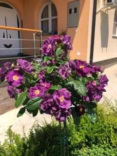 Kosmaj-Suncani Breg - 3