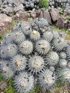 Oasis y canto de pájaros Piedra Colgada Copiapó - 5