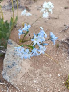 Oasis y canto de pájaros Piedra Colgada Copiapó - 8