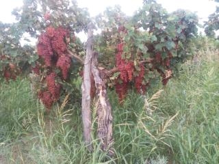 Hostel Portal del Sol - 7