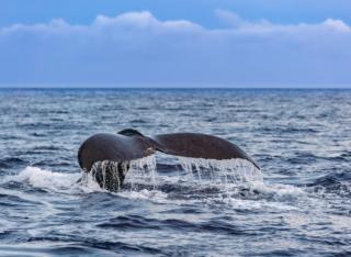 Island Surf Studio No Need for Car - 4