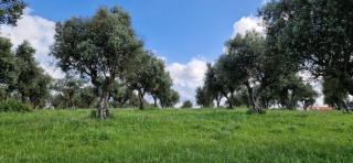 Monte Velho do Pinheiro - 2