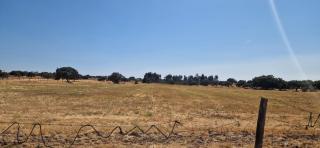 Monte Velho do Pinheiro - 1