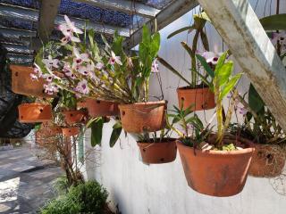 Solar das Bromélias - 8