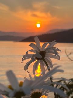 Dream House -Water Lily - 5