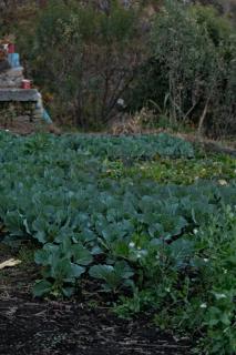 Basanti Rawat Homestay - 3