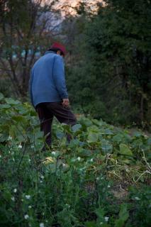 Basanti Rawat Homestay - Munsyari - 6