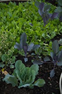 Basanti Rawat Homestay - Munsyari - 8