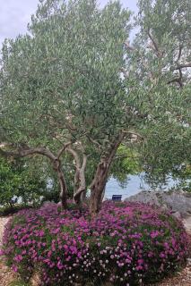 Apartments by the sea Zuronja, Peljesac - 13202 - Putniković - 2