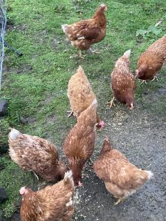 Klipstroom Farmstay Bed and Breakfast - Explore or relax! - 4