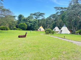 Bosque de Aventura & Glamping El Faro - 0