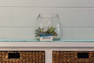 Airlie Sun & Sand Accommodation #5 - 3