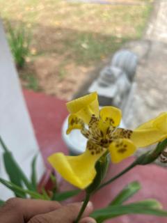 Nature's Touch Villa - 8