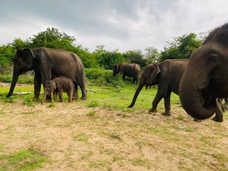 Walawa cottage udawalawe - 3
