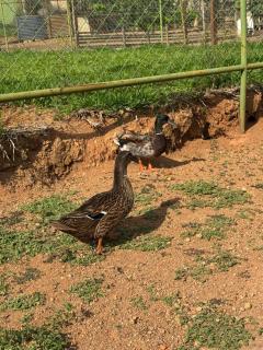 Recanto Trigueiro, um pedacinho do céu na Terra! 45 min de Vicente Pires! - 9