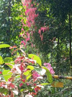 New Toropi Homestay - 1