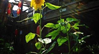 Lijiang Baisha Holiday Resort - 1