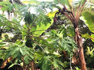 Bamboo Grove Cottages - 8