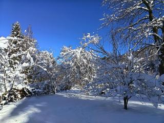 Il Ciliegio di Lurisia - 7