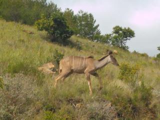 AmaZeng farmhouse Mustang - 1