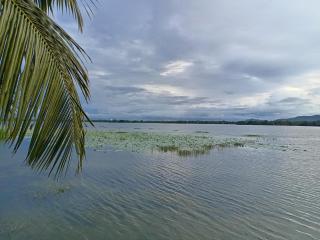 yala treetop lake - 1