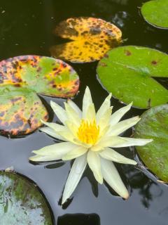 Wollongong Tiny Home - 7