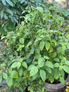 Rural stay Baan mea pen - 5