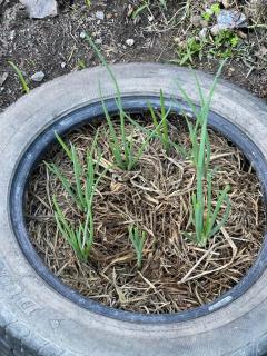 Rural stay Baan mea pen - 4